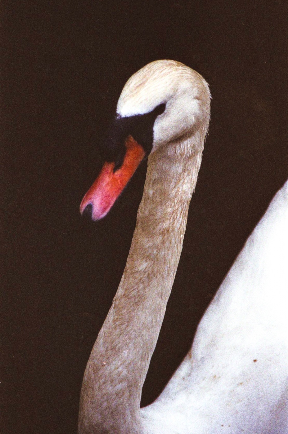 swan-imola